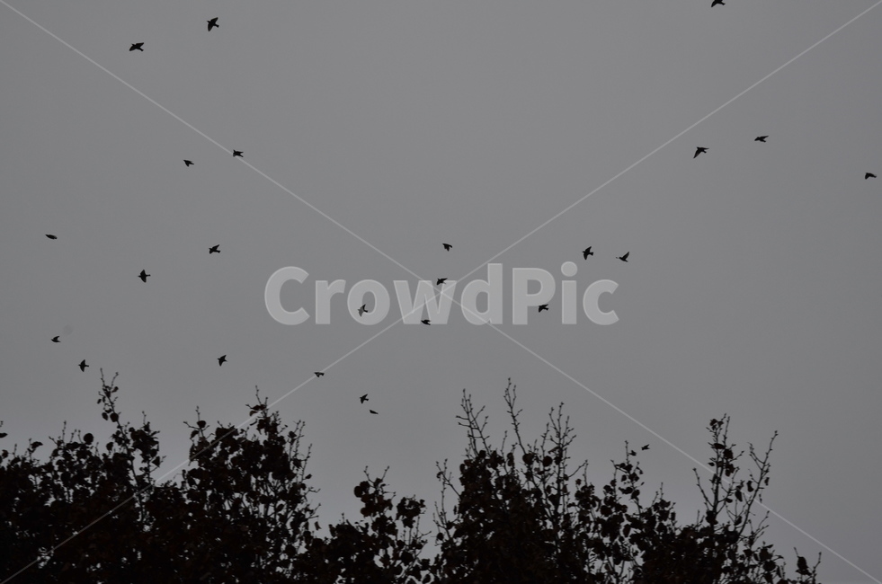 bird,새,animal,동물,sky,풍경,흑백사진,outdoors,옥외,nature,자연,동물,animal,조류,새,birds
