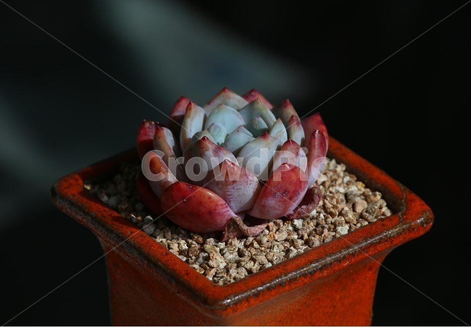 plant,식물,다육이,다육식물,flower