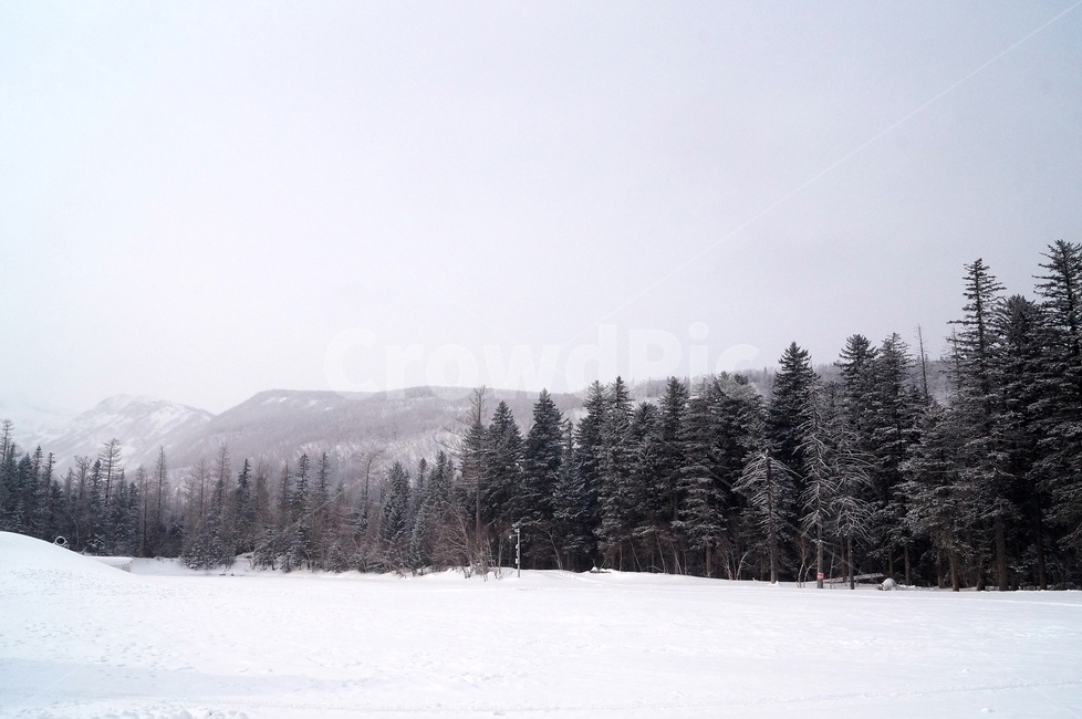 백두산,눈,겨울,snow,mountain,등산,산,설산,침엽수,중국,장백산,겨울,계절,winter,season,자연,풍경,nature,landscape,tree,나무,plant,식물,fir,전나무