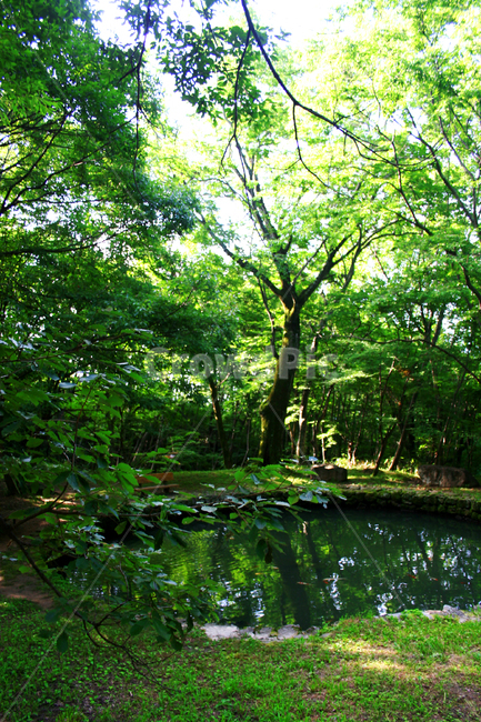 숲,연못,land,나라,outdoors,옥외,nature,자연,plant,식물,vegetation,초목,water,물,tree,나무