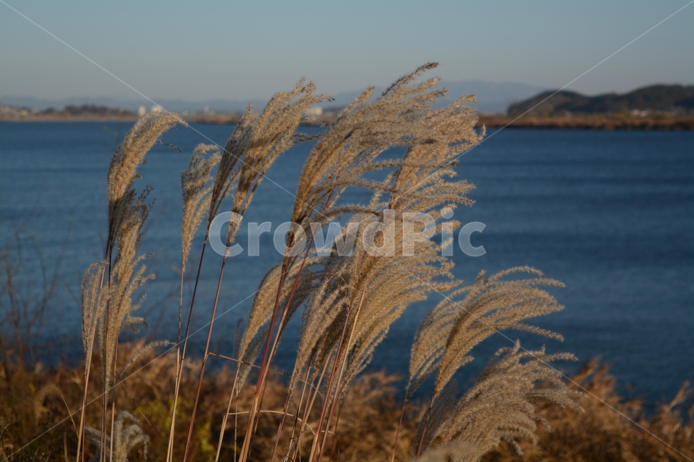 가을,억새,금강,하늘,자연,가을,계절,fall,autumn,season,식물,자연,plants,nature,grass,잔디,plant,lawn