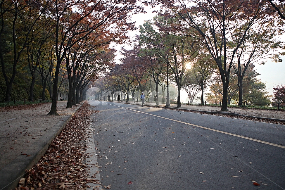 길,단풍길,조깅,사람,단풍,낙엽,산책로,로드,식물,자연,풍경,인천대공원,안개,가을,계절,fall,autumn,season,자연,풍경,nature,landscape,asphalt,아스팔트,tree,나무,plant
