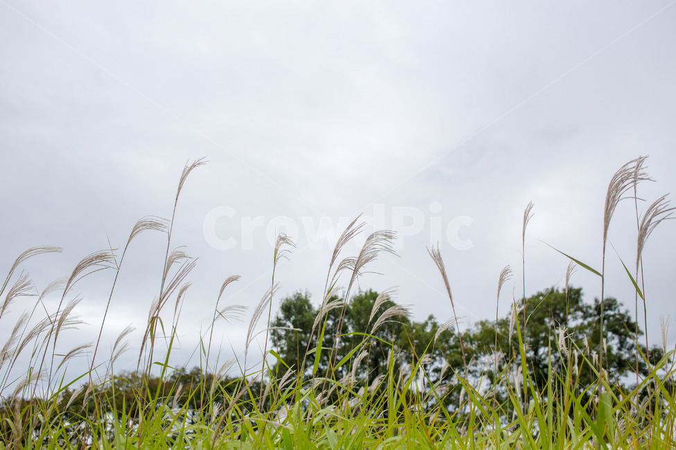 갈대,하늘공원,하늘,가을,식물,잔디,갈대밭,자연,풍경,nature,landscape