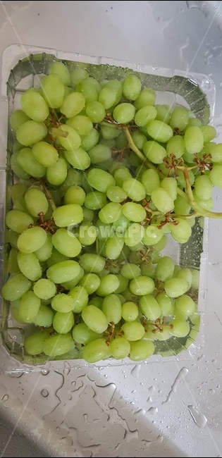 청포도,신선함,과일,싱크대,포도,음식,식재료,요리,food,cook,meal,dishes,food reserves,과일,열매,fruit