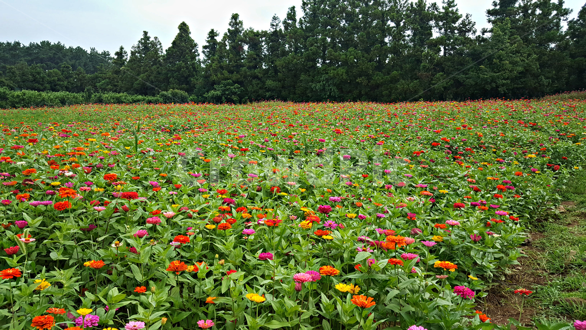 꽃밭,꽃,밭,식물,plant,자연,야외,옥외,nature