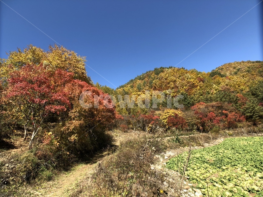 가을,nature,자연,outdoors,등산,단풍,가을,계절,fall,autumn,season,자연,풍경,nature,landscape,옥외