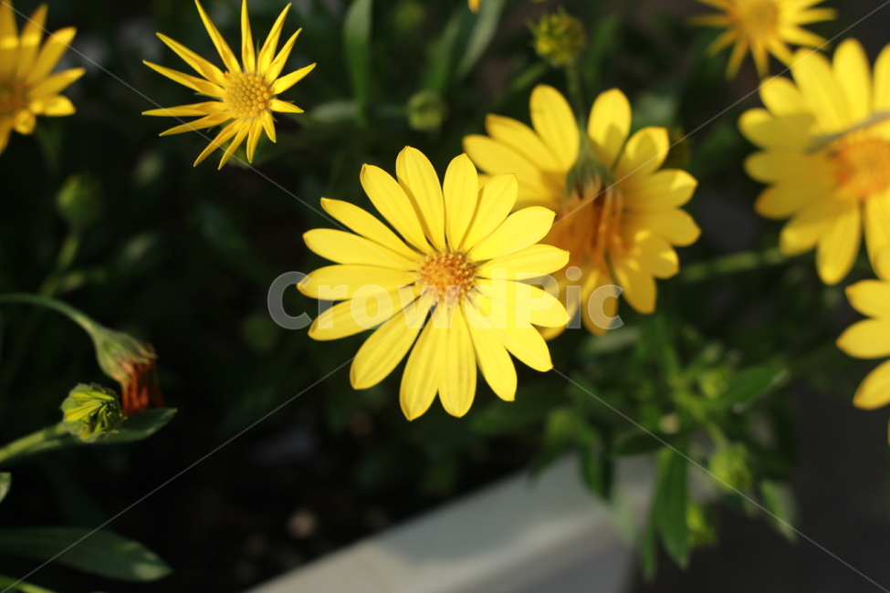 꽃,봄꽃,식물,flower,spring,봄,계절,spring,season,식물,자연,plants,nature,꽃,flower,plant,daisy,데이지,daisies,blossom