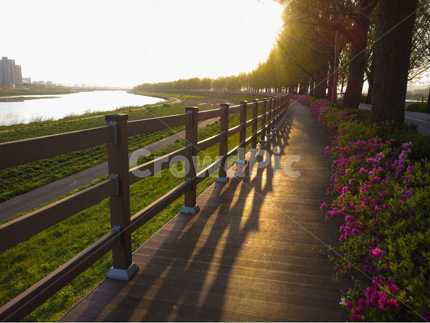 은행나무길,곡교천,해,빛,풍경,꽃,자연,풍경,nature,landscape,railing,난간