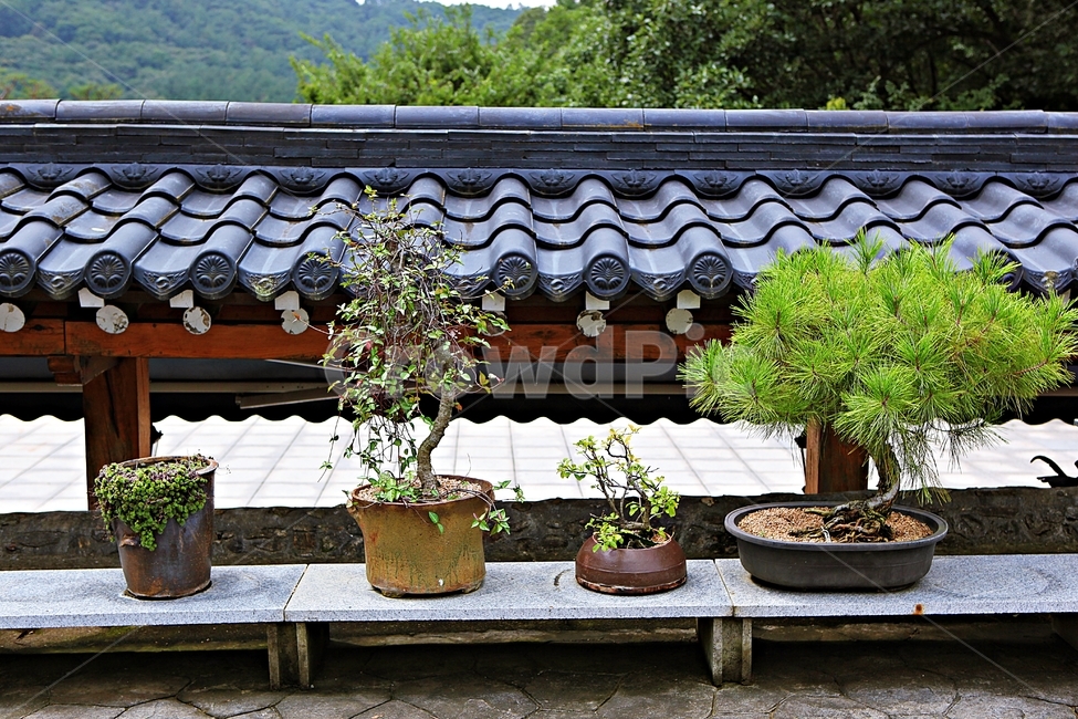 화분,식물,흙,자연,풍경,식물,자연,plants,nature