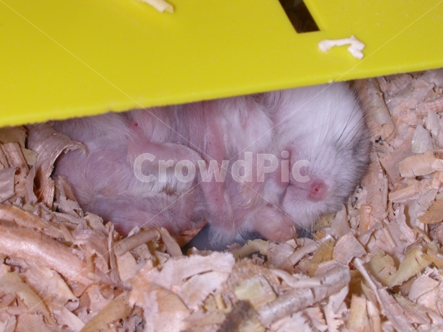 햄스터,동물,hamster,애완동물,동물원,pet,톱밥,펫,anamal,동물,animal,포유류,mammal