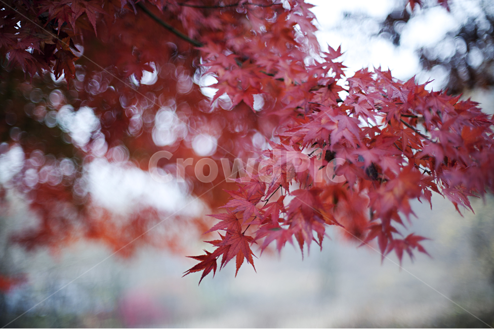 단풍,단풍나무,가을,빨강,노랑,비,비오는,가을,계절,fall,autumn,season,plant,식물,leaf,잎,tree,나무,maple