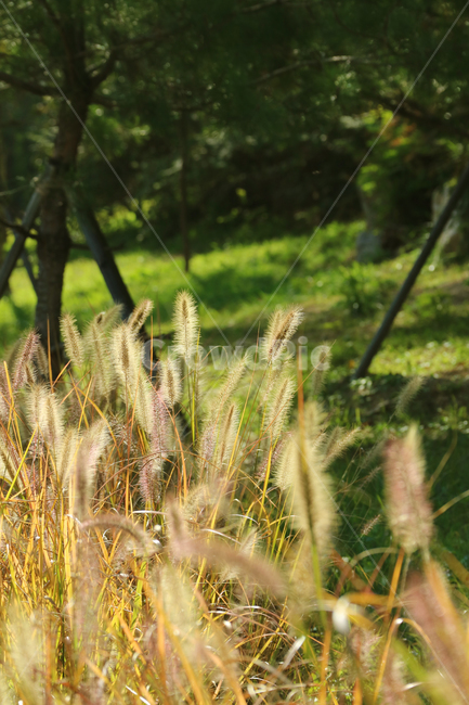 강아지풀,풀,가을,계절,식물,자연,풀밭,가을,계절,fall,autumn,season,식물,자연,plants,nature,grass,잔디,plant,vegetation,초목