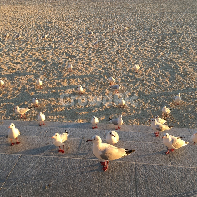 갈매기,동물,새,바다,해수욕장,동물,animal,조류,새,birds
