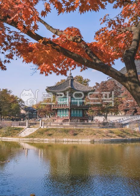 pond,Hyangwonjeong,Jongro,building,Maple leaf,Gyeongbokgung,Cultural Heritage,fall,Maple tree,tile,season,construction,land mark,treasure,Shipbuilding,landmark,Korean attractions,Maple,architecture,Hyunggyo Bridge,nature,tree,Korean culture,leaf,water,tra