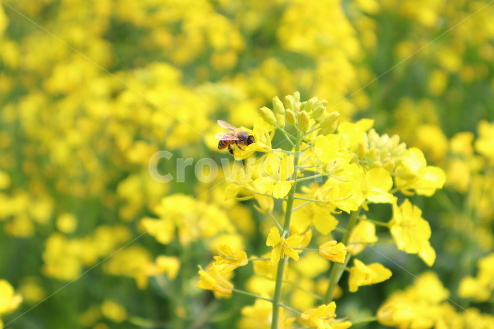꿀벌,벌꿀,벌,유채꽃,노란꽃,bee,honeybee,honeybee,yellow,flower,flowerbee,beeflower,노란색,봄꽃,rapeflower,rapeblossom,rapeblossoms,봄,계절,spring,season,invertebrate,무척추 동물,insect,곤충,animal,동물,honey bee