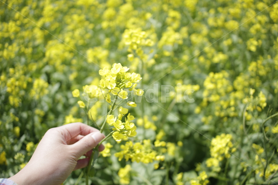 human,person,사람,plant,식물,유채꽃,유채꽃밭,봄,손,봄,계절,spring,season