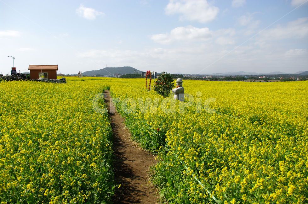 유채꽃,꽃밭,꽃,봄,flower,봄,계절,spring,season,식물,자연,plants,nature,꽃,flower,outdoors,옥외,grassland,목초지,field,들,meadow,rural,농촌,farm,농장
