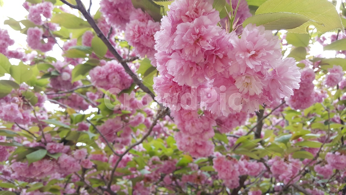 겹벚꽃,벚꽃,봄날,봄,봄꽃,벗꽃,풍경,꽃나무,식물,자연,plants,nature,꽃,flower