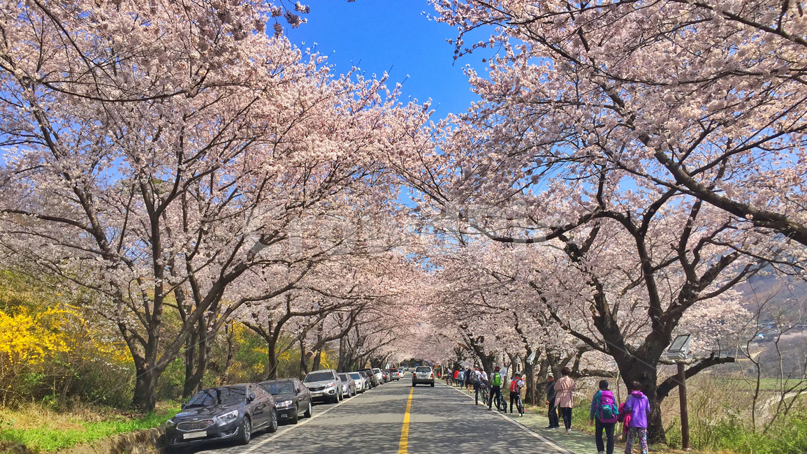 봄,꽃,벚꽃,십리벚꽃길,풍경,spring,flower,cherryblossom,길,도로,벚꽃길,계절,season,자연,nature,landscape,봄,계절,spring,season,plant,식물