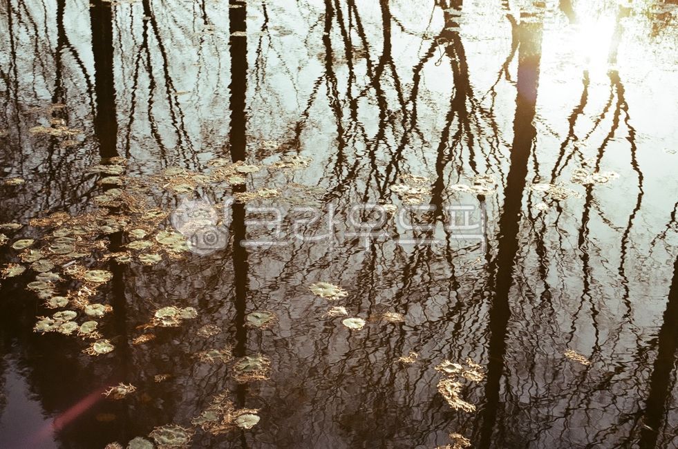 경북,경주시,경주,경북산림환경연구원,겨울,나무,메타세콰이아,단풍,반영,수련