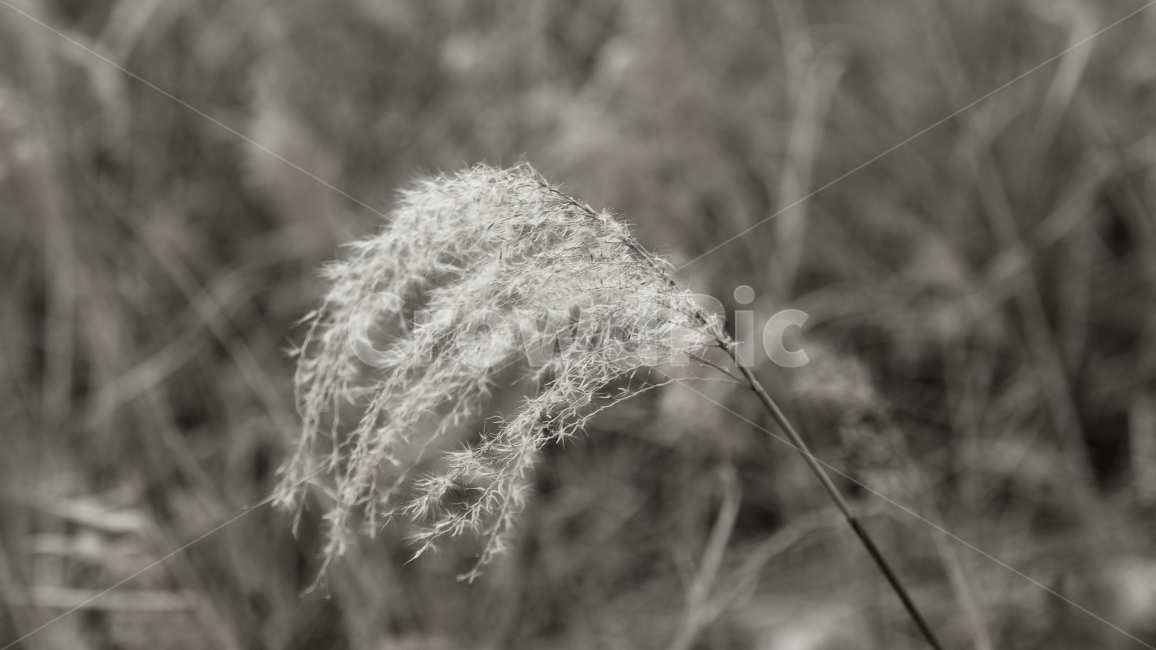 갈대,가을,쓸쓸함,숙연함,숙이다,흑백사진,흑백,감각,감성사진,식물,자연,plants,nature,흑백,모노톤,monochrome,black and white
