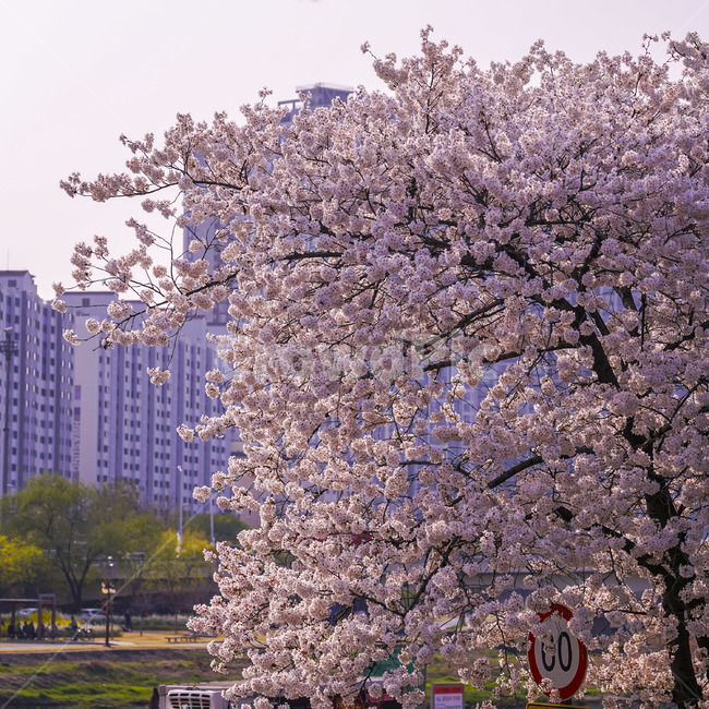 대구,경대교,벚꽃,벚꽃천지,역광,역광사진,sakura,cherryblossom,사쿠라,체리블라썸,봄,봄날,daegu,kyeongdaegyo,봄,계절,spring,season,도시,풍경,city,landscape,한국도시풍경,한국도시경관,korea cityscape,식물,자연,plants,nature,나무,trees,wood,plant,flower,꽃,blossom,cherry blossom