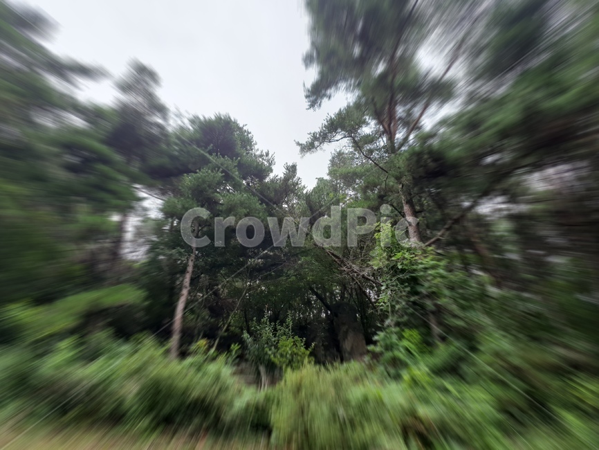 자연,나무,효과,초록,tree