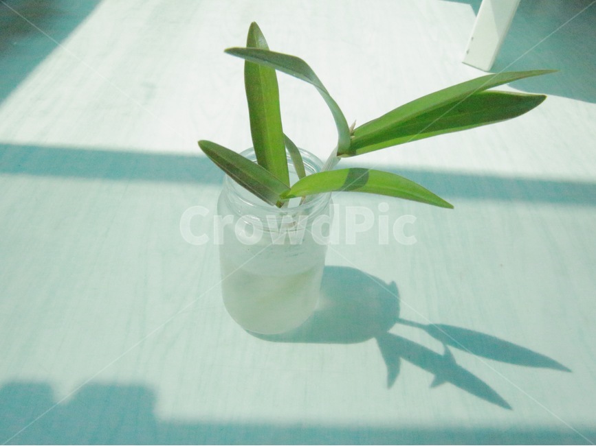 자연,감성사진,빛,화초,풀,분위기,nature,Light,Mood,식물,자연,plants,nature,실내용화초,화분,화초,house plant,감성,sensible,feeling,휴식,힐링,rest,relaxation,healing,인테리어,실내디자인,interior design