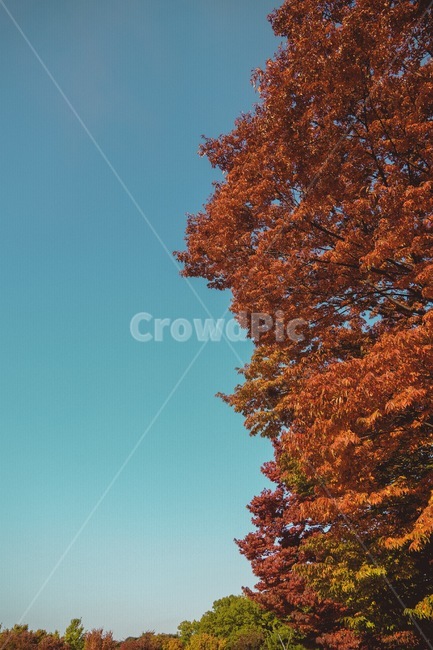 가을,감성,하늘,tree,나무,plant,식물,leaf,잎,maple,단풍,공원,푸른,푸른하늘,파란하늘,빨간단풍,bluesky,sky,blue,red,메이플