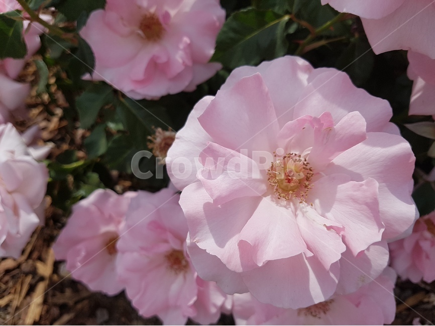 장미,꽃,곡성,식물,봄,봄,계절,spring,season,식물,자연,plants,nature,꽃,flower,plant,geranium,제라늄,blossom