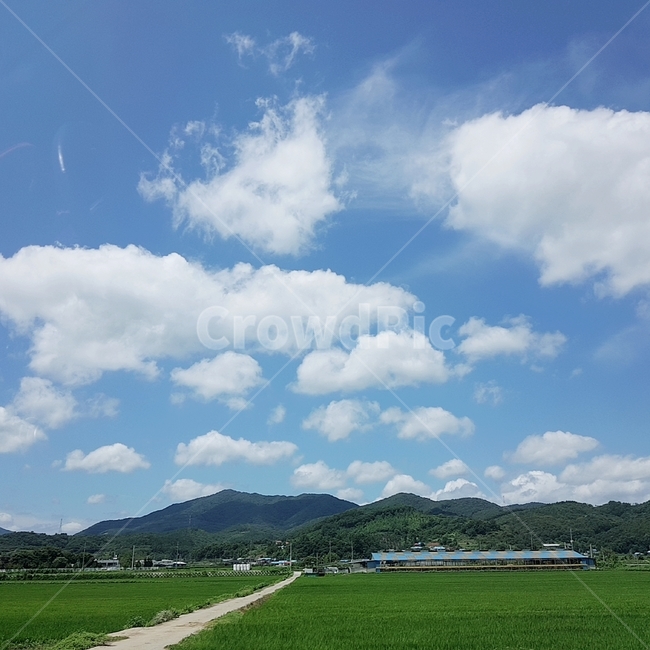 자연,날씨,구름,적운,하늘,들,식물,plant,잔디,grass,field,nature,weather,cloud,cumulus,sky,자연,풍경,nature,landscape,outdoors,옥외,grassland,목초지