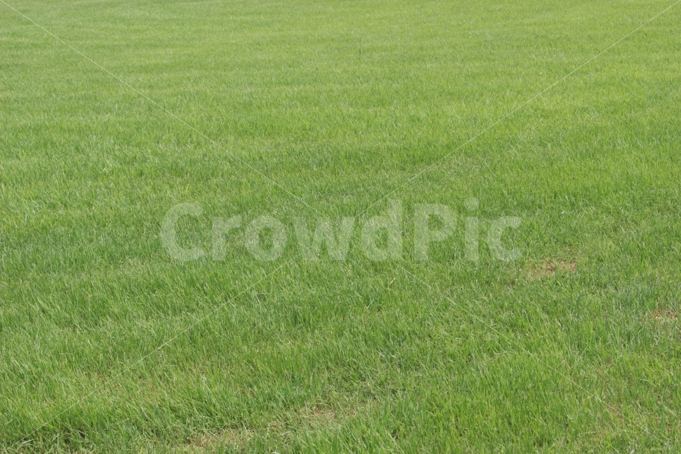 잔디,풀,잡초,초록,초록색,자연,야외,공원,정원,자연,풍경,nature,landscape,grass,plant,식물,lawn