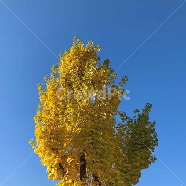 식물,자연,은행나무,하늘,plant,노란색,노랑,나무,tree