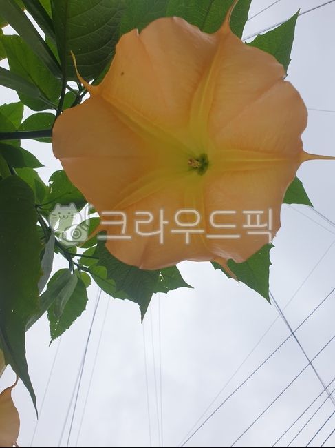 fresh flowers,sky,angels trumpet,petal,yellow flower