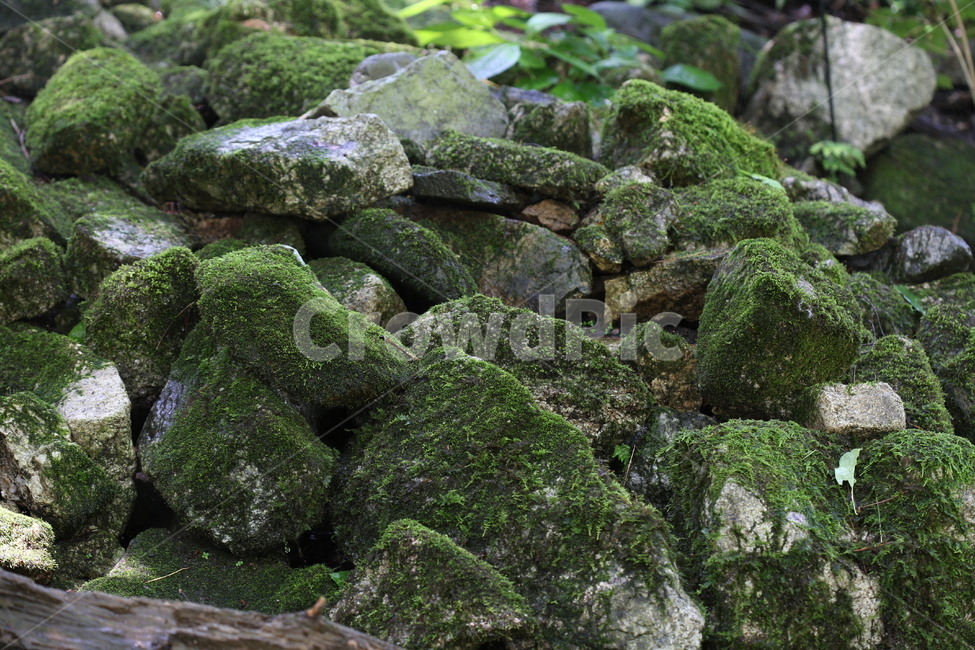 이끼,풍경,돌,바위,자연,산,수풀,산속,동멩이,계곡,자연,풍경,nature,landscape,plant,식물,algae,조류,moss