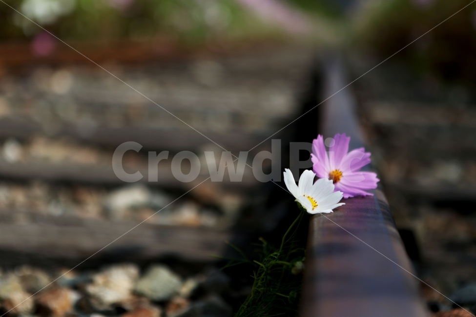 가을,코스모스,기다림,그리움,추억,가을,계절,fall,autumn,season,식물,자연,plants,nature,꽃,flower,감성,sensible,feeling,plant