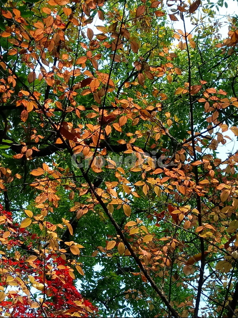 가을,단풍,낙엽,maple,plant,식물,단풍나무,단풍잎,leaf,잎,tree,나무,계절,fallautumnseason,가을단풍,자연,풍경,경치,가을,계절,fall,autumn,season,식물,자연,plants,nature,나무,trees,wood