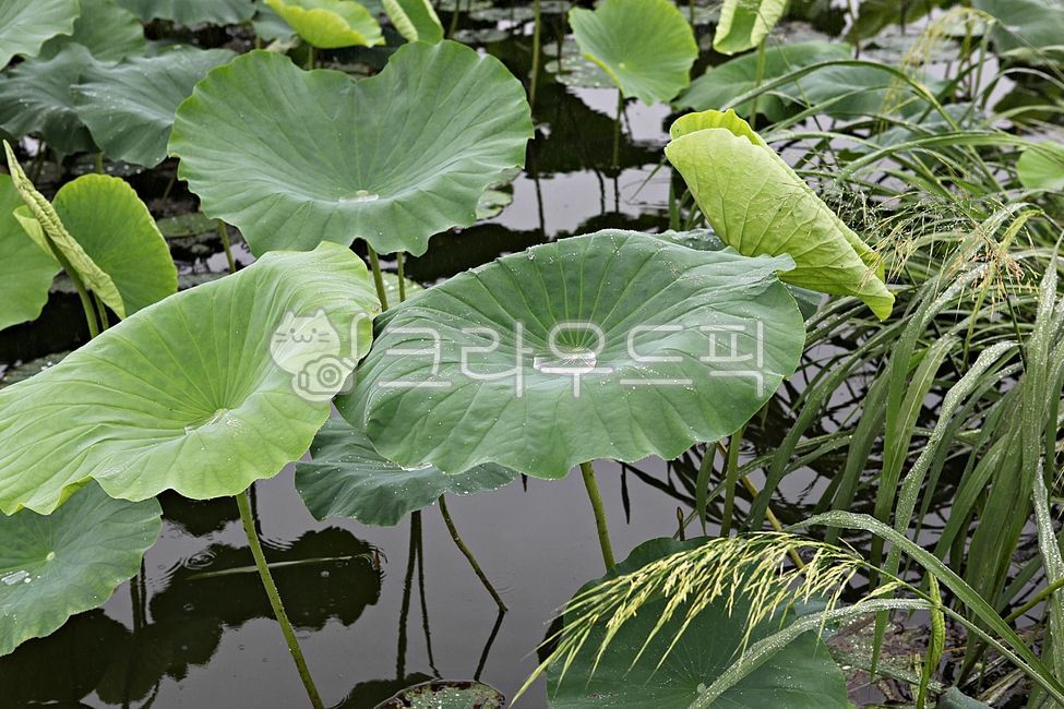 연잎,잎,풀잎,수생식물,연꽃테마파크,식물,자연,공원