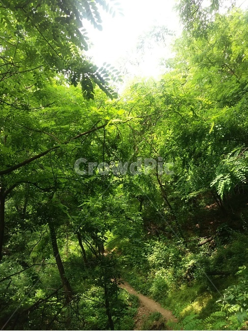 plant,식물,tree,나무,vegetation,초목,6월,산책,둘레길