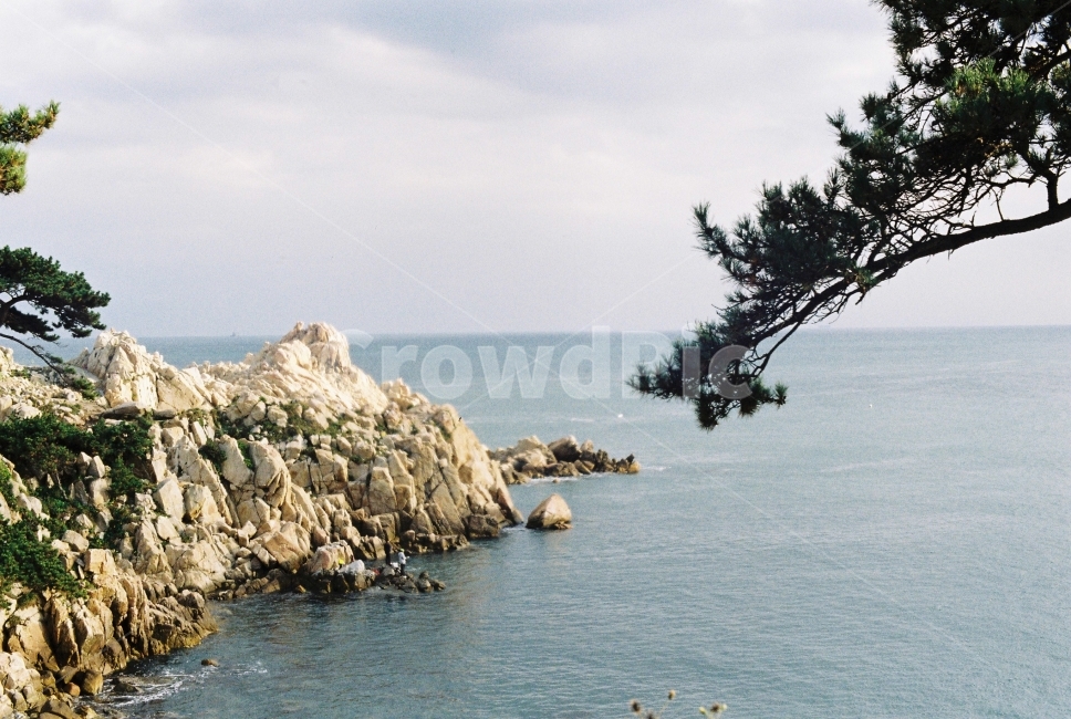 바다,자연,바위,나무,울산,자연,풍경,nature,landscape,한국자연풍경,한국자연경관,korea nature landscape,promontory,곶,rock,록