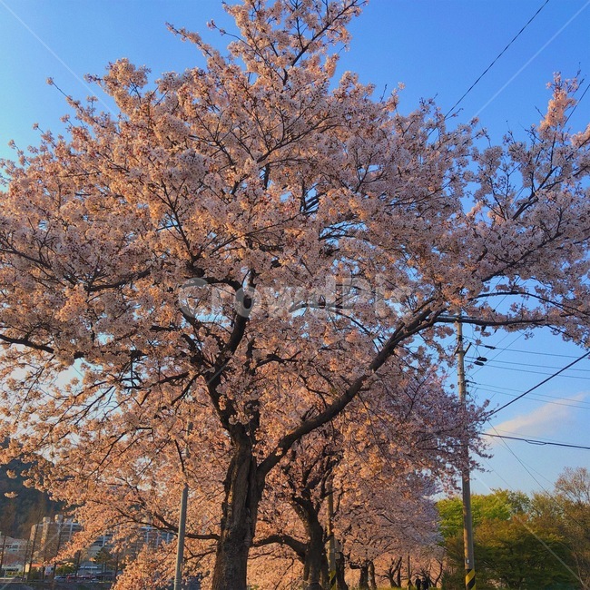 꽃,봄,봄꽃,벚꽃,벚나무,cherryblossom