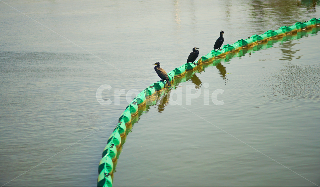 철새,왕송호수,날개짓,햇빛즐기기,날개말리기,동물,animal,조류,새,birds
