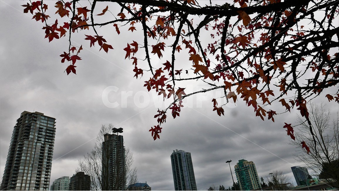 도시,건물,가을단풍,잿빛하늘,정경,가을,계절,fall,autumn,season,도시,풍경,city,landscape,한국도시풍경,한국도시경관,korea cityscape,식물,자연,plants,nature