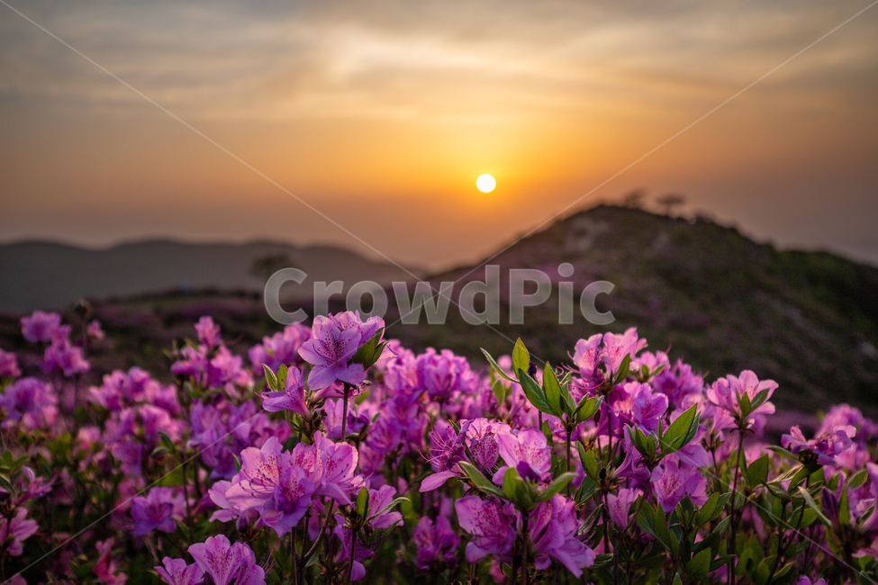 일출,철쭉,황매산,합천,만개,군락지,꽃,해,산,sunrise,sun,flower,plant,mountain,풍경,군락,햇살,아침햇살,풍경배경,배경,일출배경,꽃배경