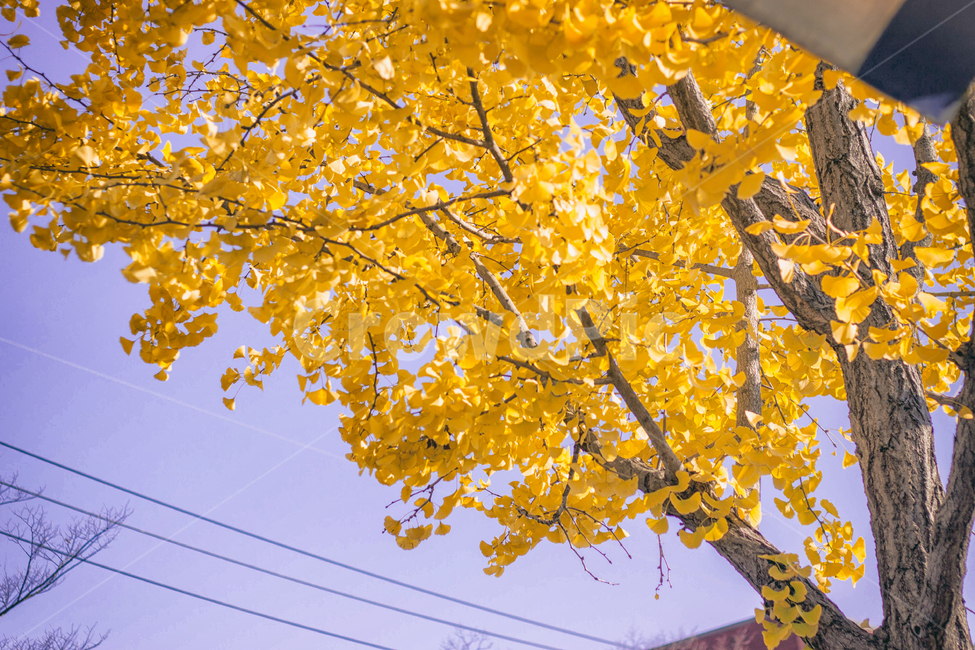 가을,낙옆,단풍,계절,자연,풍경,fall,maple,seasons,autumn,nature,landscape,나무,하늘,sky,tree,가을,계절,fall,autumn,season,plant,식물,leaf,잎