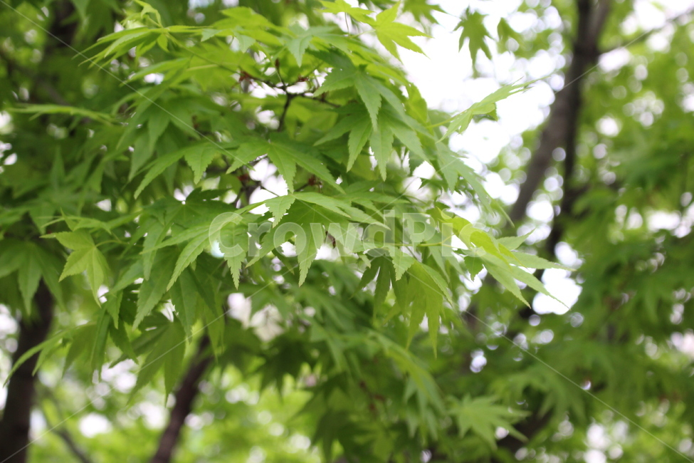 나무,햇살,녹색,야외,나무잎,잎사귀,하늘,초록,식물,자연,plants,nature
