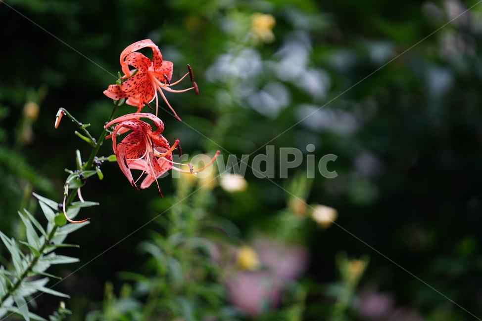 꽃,녹색,색감,자연,플라워,식물,생명,생물,계절,flower,식물,자연,plants,nature,꽃,flower