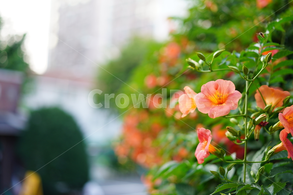 꽃,능소화,색감,컬러,식물,생물,플라워,flower,주황,생명