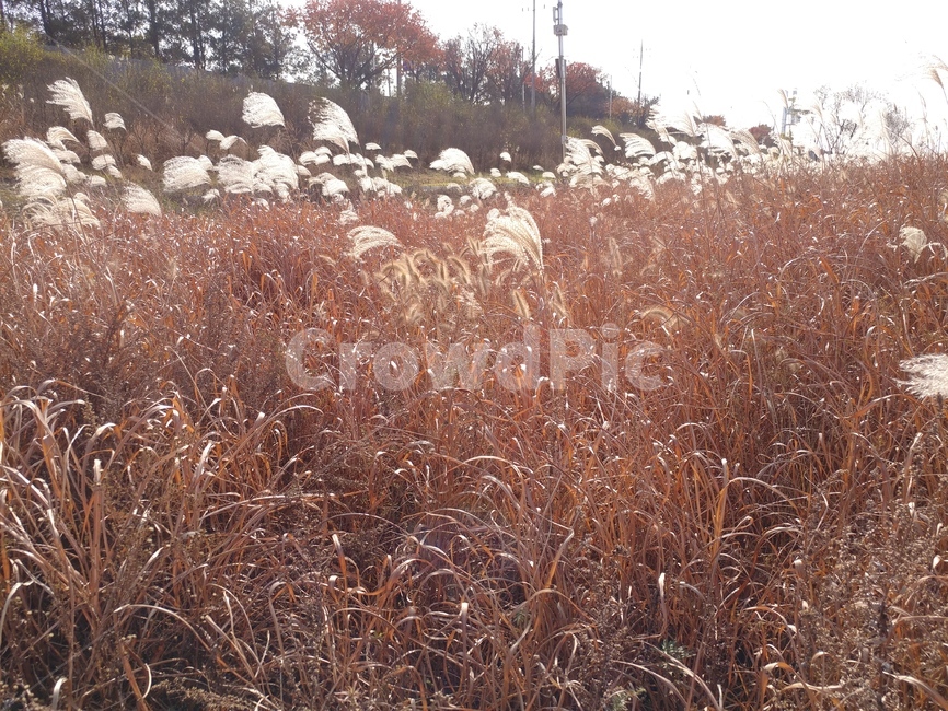 갈대밭,갈대,전봇대,가을,식물,풀,자연,하늘,나무,가을,계절,fall,autumn,season,자연,풍경,nature,landscape,식물,plants