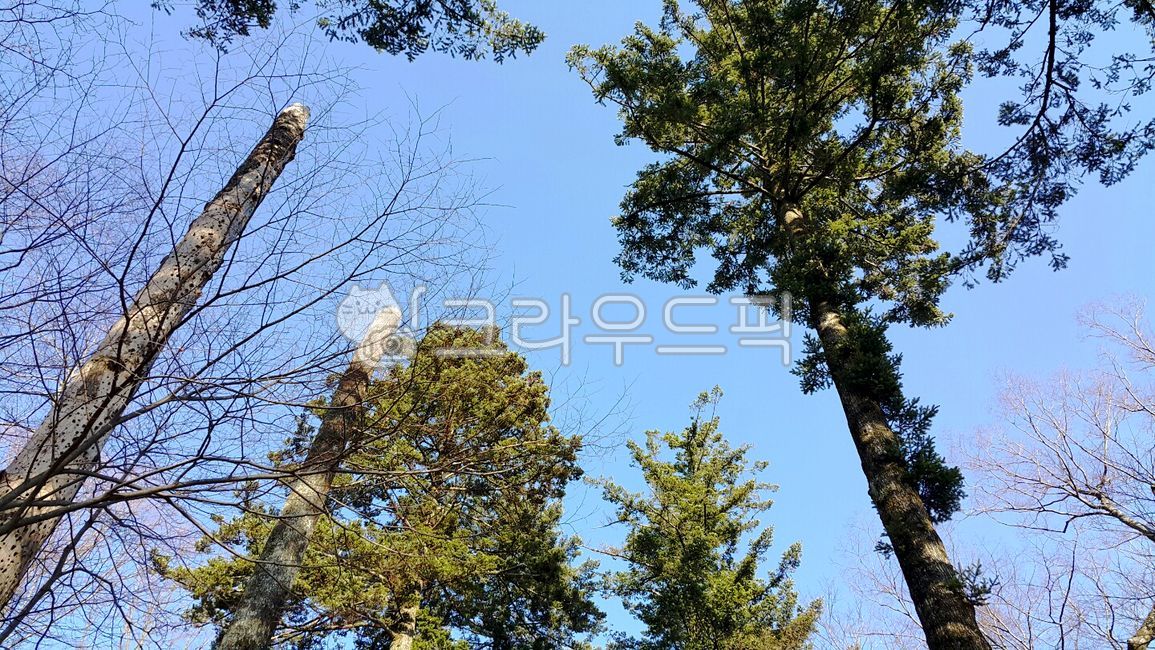 나무, 자연, 숲, 풀숲, 나무숲, 사진,이미지,일러스트,캘리그라피 - 솔리핑거작가